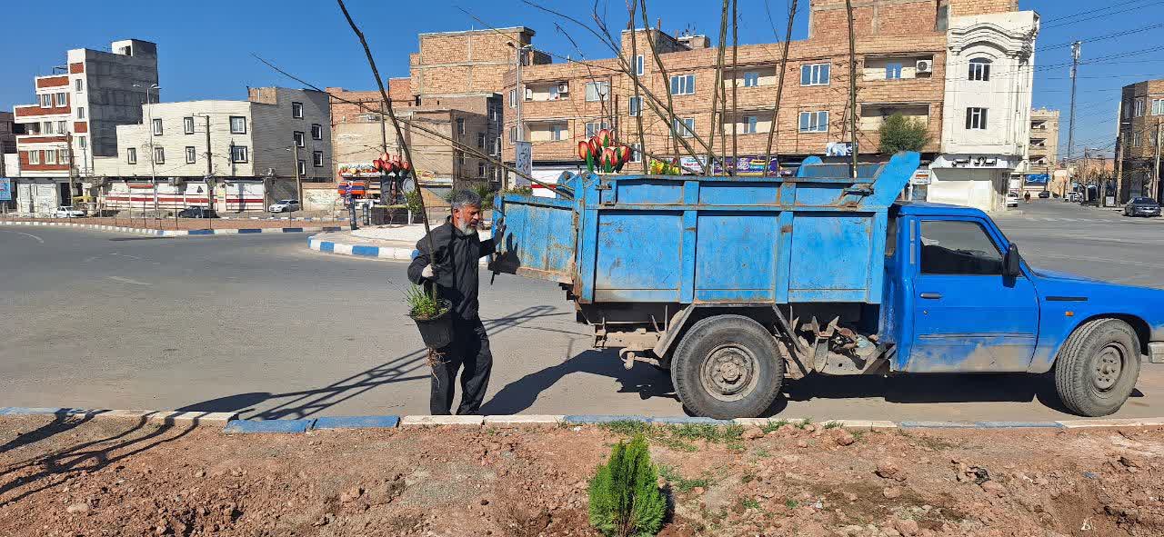  ادامه کاشت نهال و درخت در معابر شهر فرون آباد