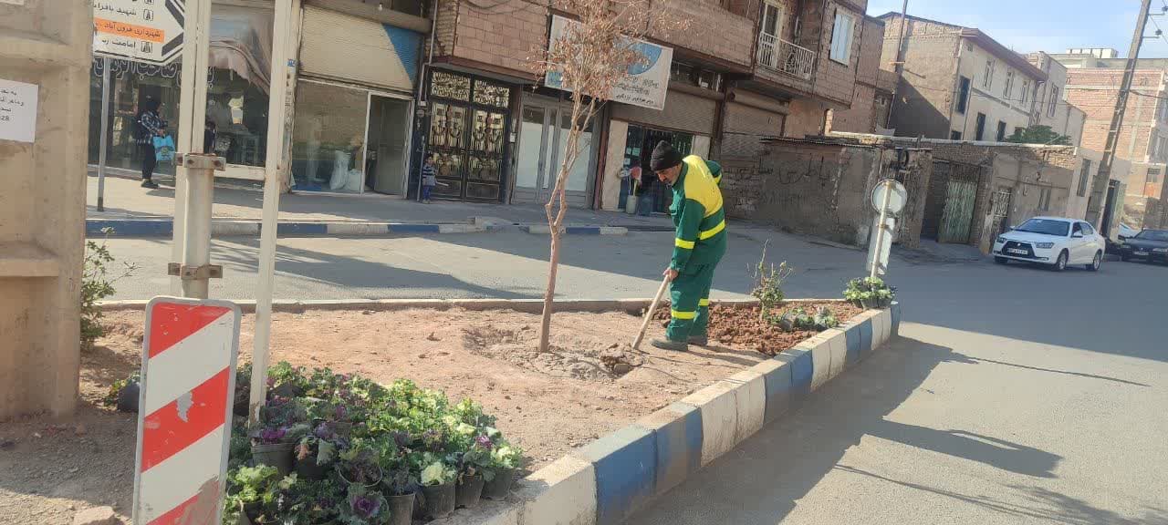  گل های فصلی در معابر شهر فرون آباد کاشت می شود