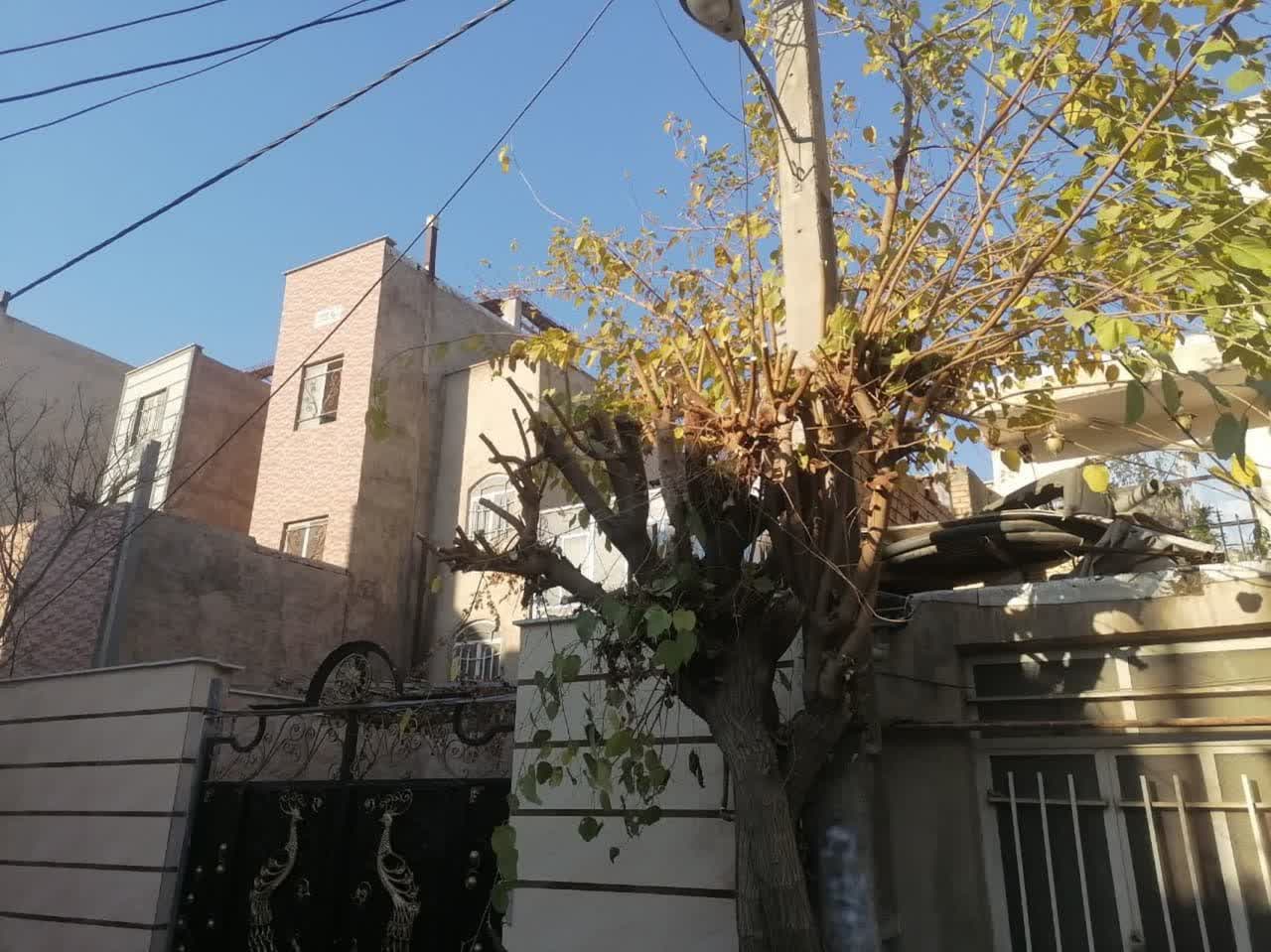  عملیات هرس زمستانه درختان سطح شهر فرون آباد آغاز شد 