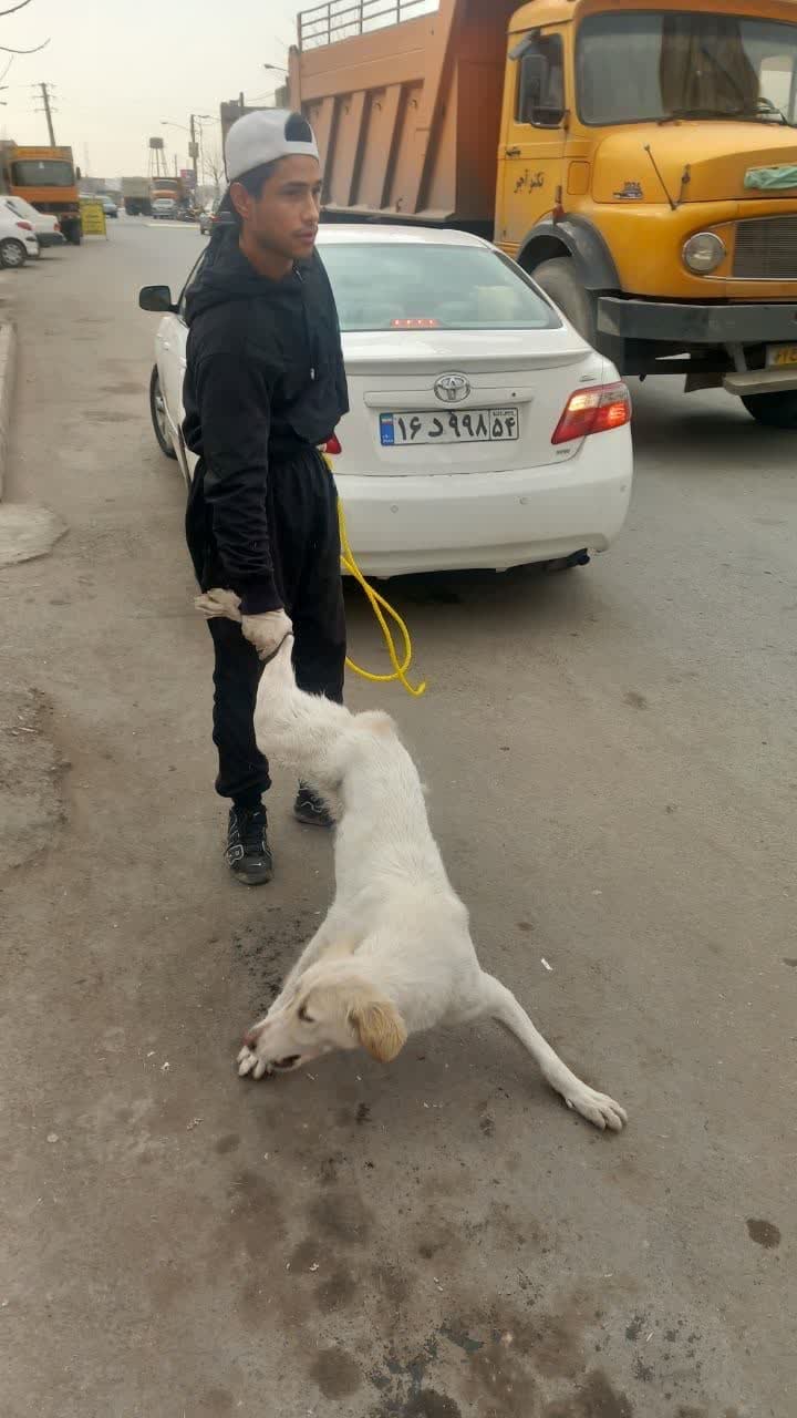  شهردار فرون آباد: طرح جمع‌آوری سگ‌های بی صاحب از سطح شهر آغاز شد