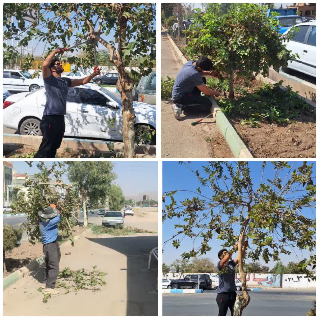  همزمان با شروع فصل پاییز؛  عملیات هرس درختان سطح شهر فرون آباد آغاز شد