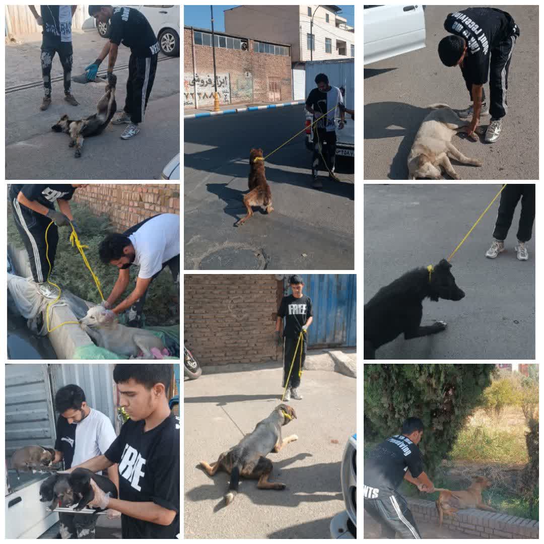  شهردار خبر داد؛ اجرای طرح زنده‌گیری سگ‌های بلاصاحب در شهر فرون آباد