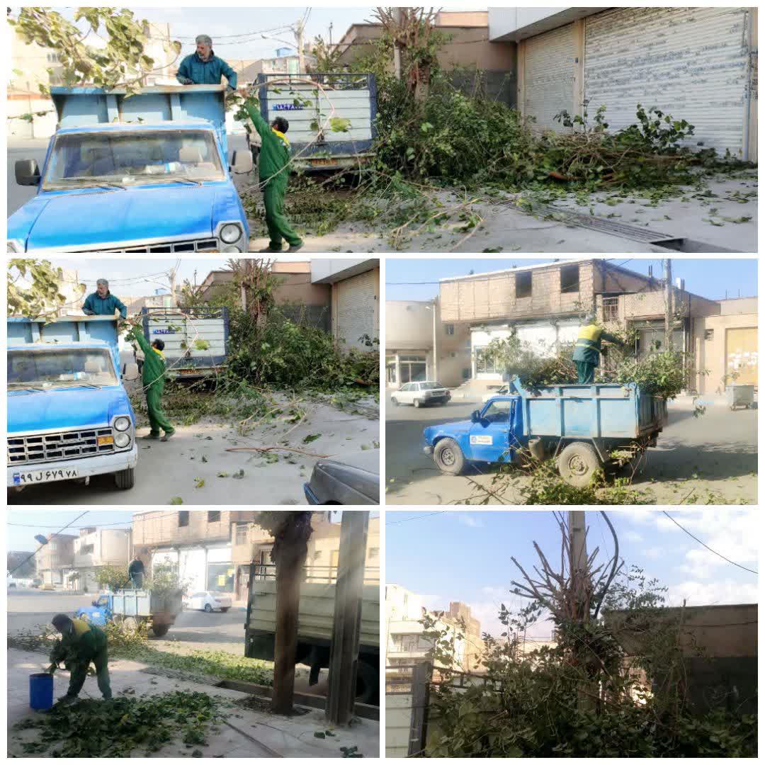  عملیات هرس درختان سطح شهر فرون آباد ادامه دارد  